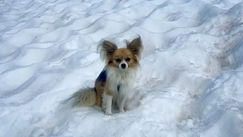 Buzul Yarığındaki Kurtarma Operasyonu: Kahraman Köpeğin Etkileyici Hikayesi