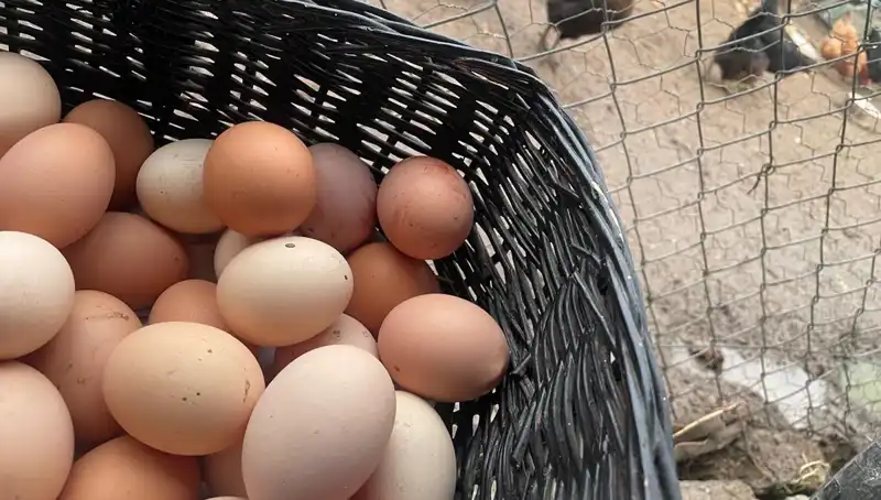 Küresel İhtiyaç: Okul Beslenmesinde En Uygun Fiyatlı Protein Çözümü