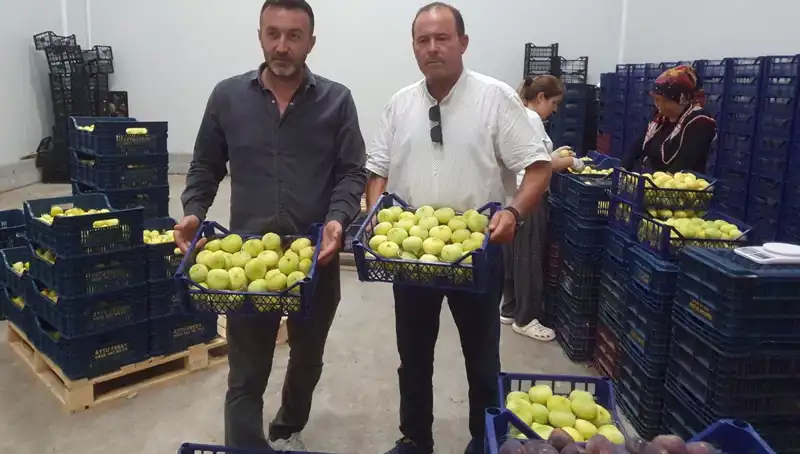 Mersinli Çiftçilerin Yüzü Bu Yılda Güldü: Tanesi 20 TL'den İhraç Ediliyor