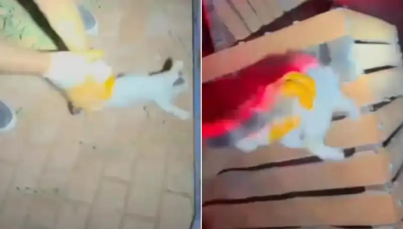 Gece Yarısı İtfaiye Ekipleri Tarafından Gerçekleştirilen Kedi Kurtarma Operasyonu