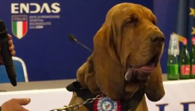 Arama Köpeği Suikasta Uğrayarak Hayatını Kaybetti: Çivili Sosisle Gelen Tehlike