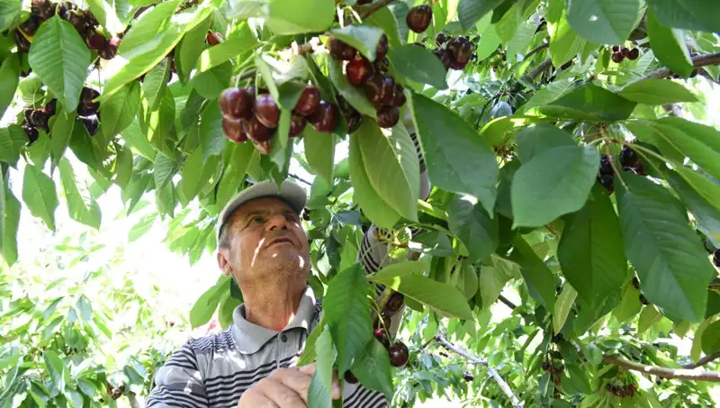 Lapseki Devi: Çay Bardağına Sığmayan dev mantar keşfi!