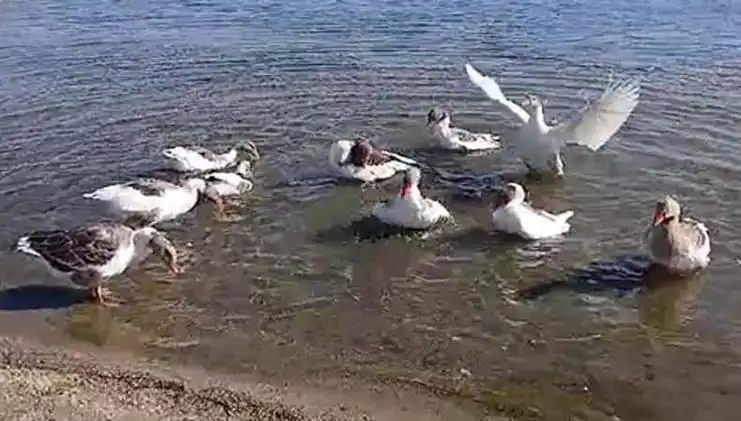Kazların Denizdeki Yüzme Keyfi, Kümesle Sınırlı Kaldı