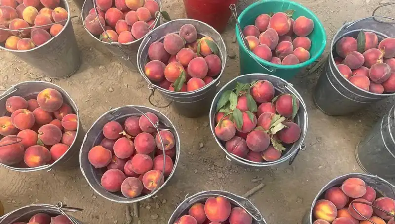 Çiftçiler Bu Yıl Hasat Döneminde Yüzleri Güldüren Fiyatlarla Karşılaştı