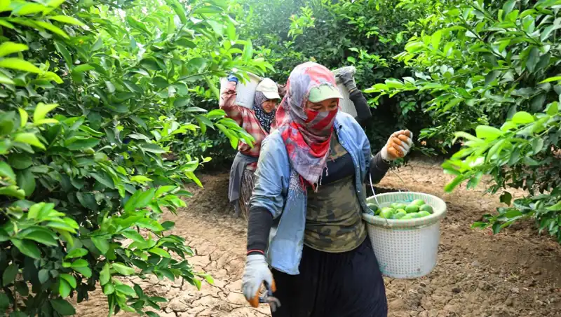 Markette Patates Fiyatları 150 Lira Sınırını Aştı: Yeni Sezon Hasadı Umut Pınarı Olacak mı?