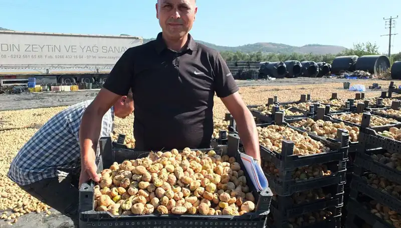 Balıkesir’de Hasat Dönemi: Çin ve Rusya Pazarına Açılan Kapı