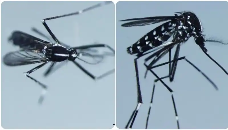 Chikungunya Virüsü Hakkında Bilmen Gerekenler: Belirtileri ve Etkilediği Ülkeler