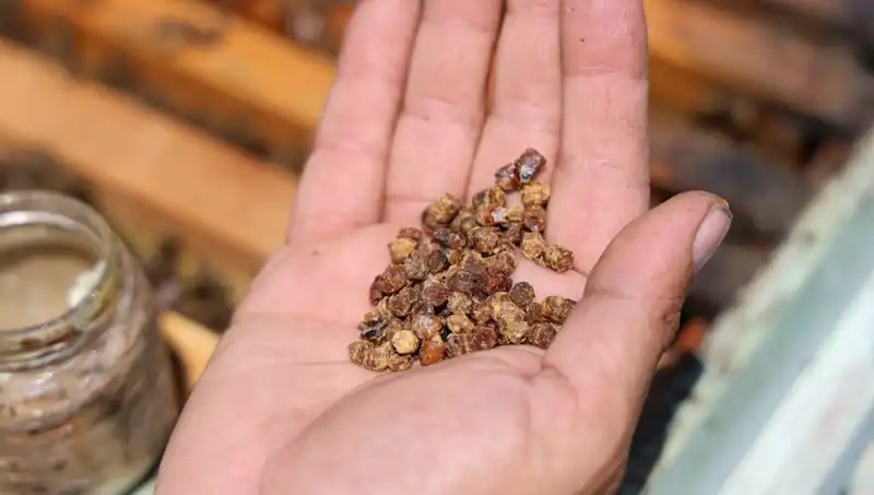 Eskiden Çöpe Giden Besin, Şimdi Kilogramı 3 Bin TL’den Satılıyor