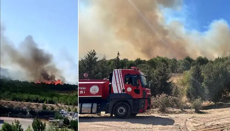 Gebze'deki Orman Yangını: Doğa ve Hayvanlar Tehlikede!