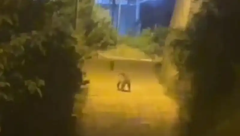 Gümüşhane’de Şehir Merkezine Ayı İndi, Vatandaşlar Şaşkın!